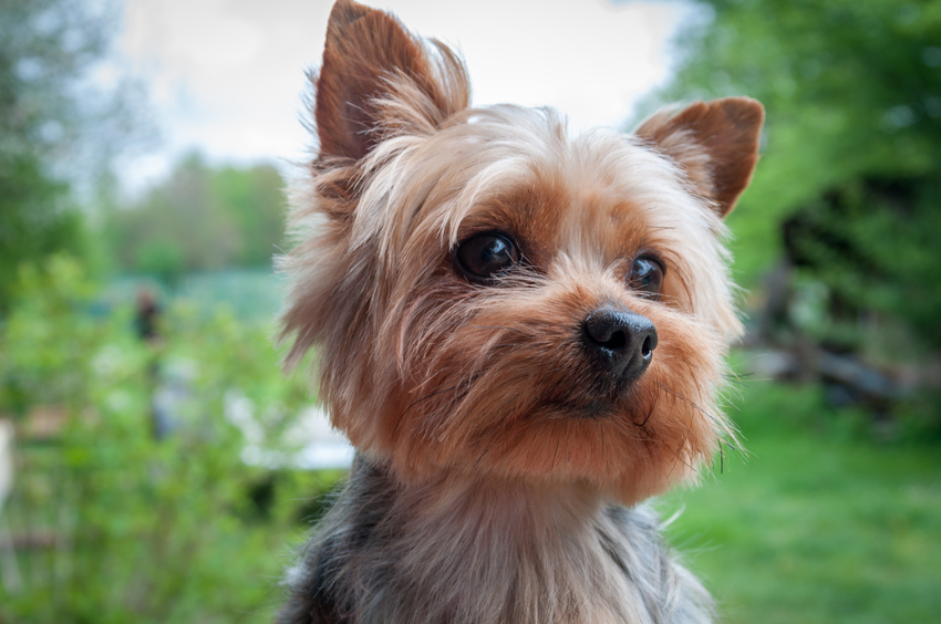 Därför ska du skaffa en liten hund