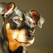 Dvärgpinscher