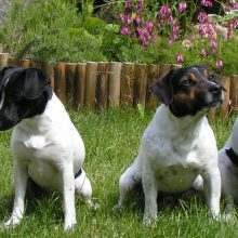 Dansk-svensk gårdshund