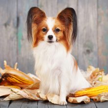 Papillon