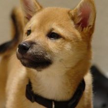 Shiba – en liten japanare